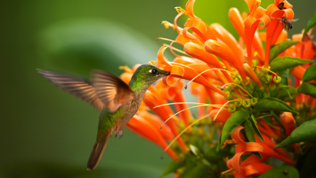 View CruiseLuxury All-Inclusive 2026 Caribbean & AmazonDeal