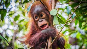 View CruiseAll-Inclusive 2026 Borneo & South East Asia DiscoveryDeal