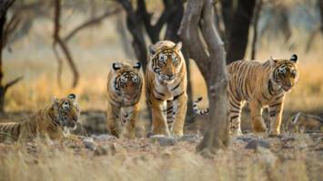 View Cruise2027 Far East Ft. Indian Golden Triangle & TigersDeal