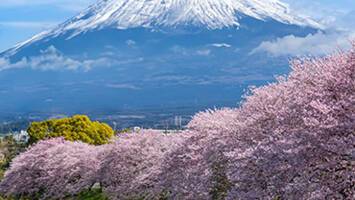 View CruiseTokyo, Mt Fuji & Osaka Deal