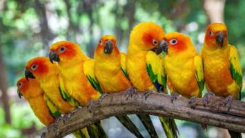 View CruiseExclusive 2027 South America Getaway Ft. AmazonDeal