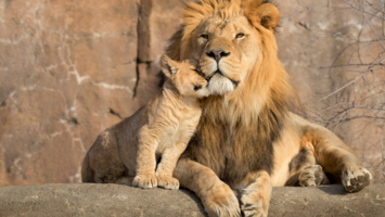 View Cruise2026 Luxury Cape Town & Indian Ocean DiscoveryDeal