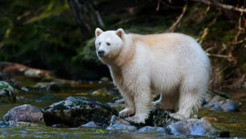 View CruiseExclusive 5★ Great Bear Rainforest & Alaska ExplorerDeal