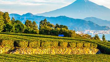 View CruiseNorth Pacific Crossing & Circle JapanDeal