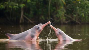 View CruiseExclusive 2028 Grand Luxury Amazon & CaribbeanDeal