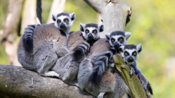 View Cruise6★ All-Inclusive 2027 South Africa & MadagascarDeal