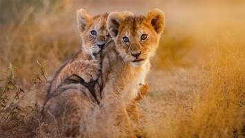 View Cruise2026 Seychelles & South Africa Safari Land TourDeal