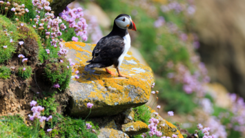 View CruiseBritish Isles Round-trip London: Ireland & ScotlandDeal