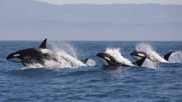 View CruiseExclusive 2027 Luxury Grand Alaska & Arctic Circle DiscoveryDeal