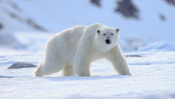View CruiseExclusive 2028 Luxury Svalbard & Iceland ExpeditionDeal