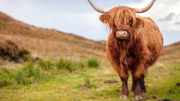 View Cruise2027 All-Inclusive Scottish Isles ExpeditionDeal