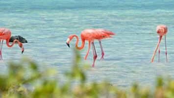 View CruiseSouthern Caribbean IslanderDeal