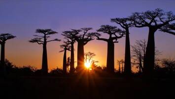 View CruiseDesert Cities & Turquiose Seas - Dubai To Port LouisDeal