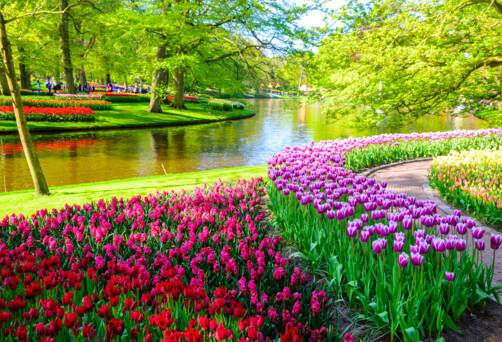 Keukenhof Gardens