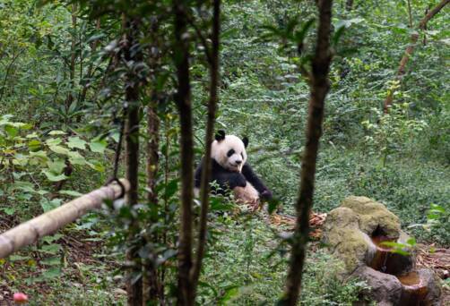 Chengdu Panda