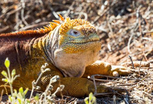 Cerro Dragon, Santa Cruz, Ecuador