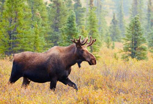Denali Park