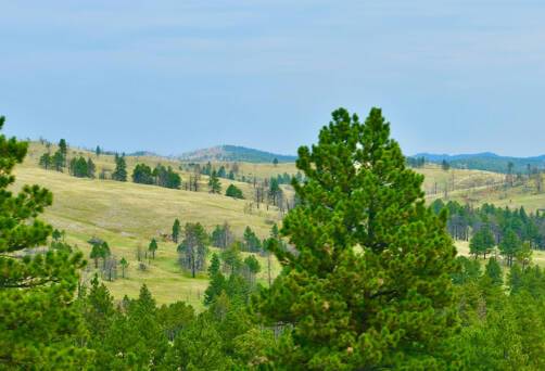 Black Hills National Forest