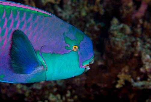 Indian Ocean Parrotfish
