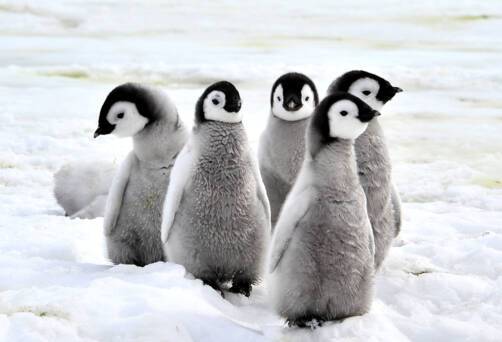 Penguins in snow