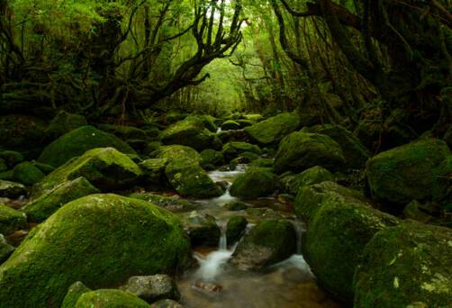 Anbo, Yakushima Island