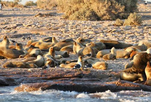 Bahia Bustamante, Argentina