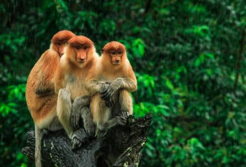 proboscis monkeys