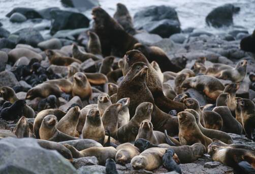 St Paul Island, Alaska, USA