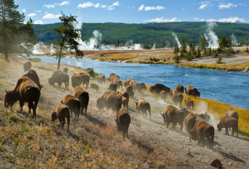 Yellowstone National Park