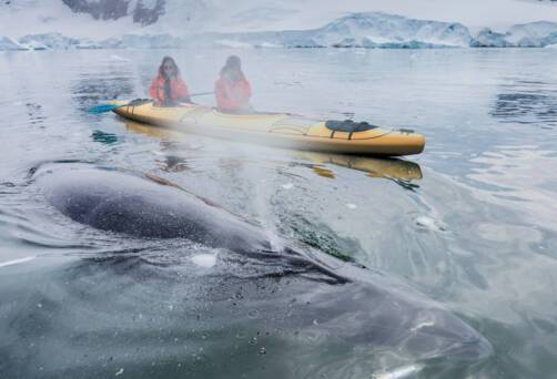Arctic