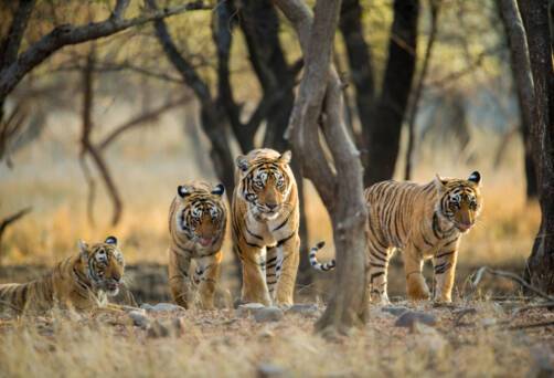 Ranthambore