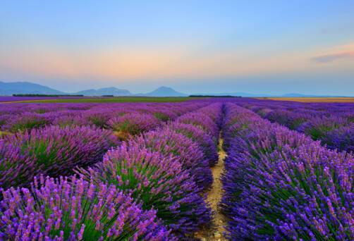 Provence (La Joliette), France