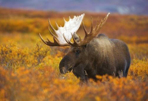 Moose, Denali