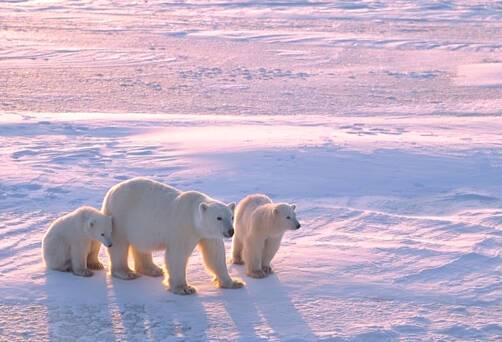 Polar bears