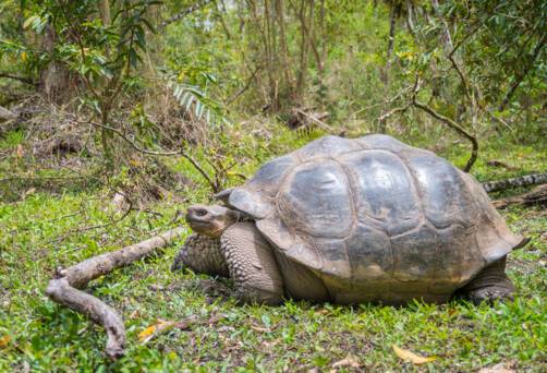 El Chato Reserve, Santa Cruz, Ecuador