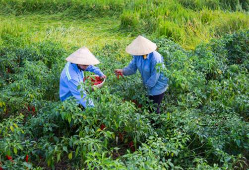 My An Hung, Vietnam