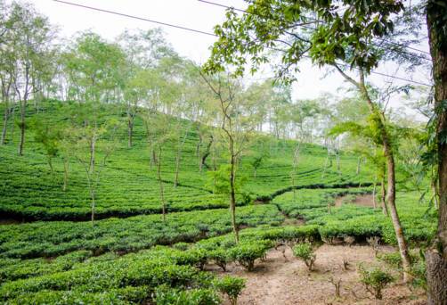Assam Tea Estate