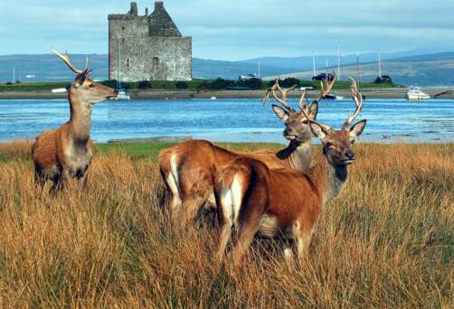 Isle of Arran, Scotland