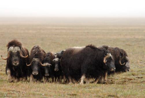 Wrangel Island, Russia