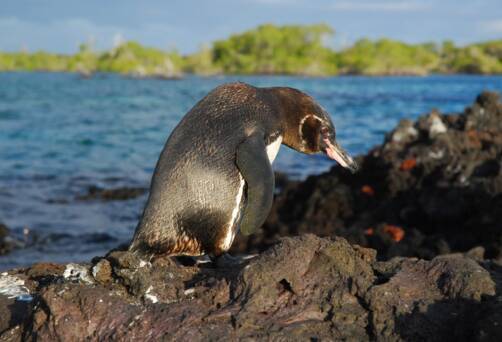 Visit Elizabeth Bay on a cruise to the Galapagos Islands