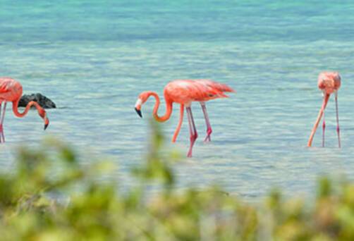 Cruises to Kralendijk