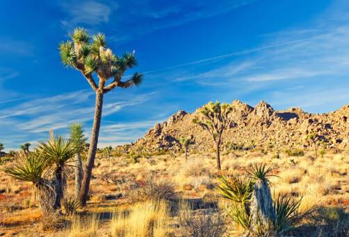 Mohave Desert