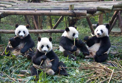 Pandas