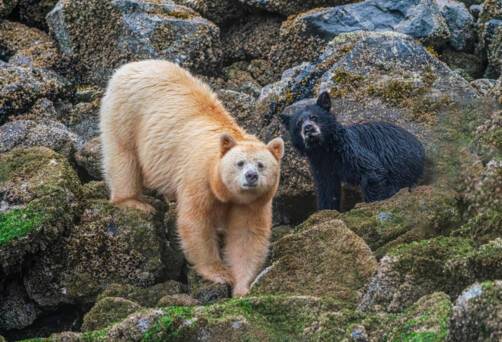 Great Bear Rainforest