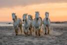 Camargue, France