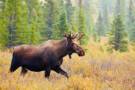 Denali Park