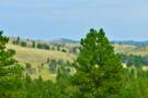 Black Hills National Forest