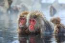 Snow Monkeys