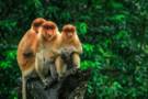 proboscis monkeys