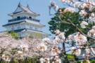 Shimabara Castle surrounded by cherry blossom